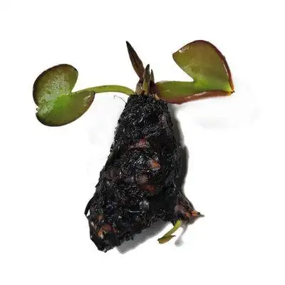 睡莲碗莲根块 迷你荷花根茎水培鱼缸庭院池塘植物盆栽四季水生