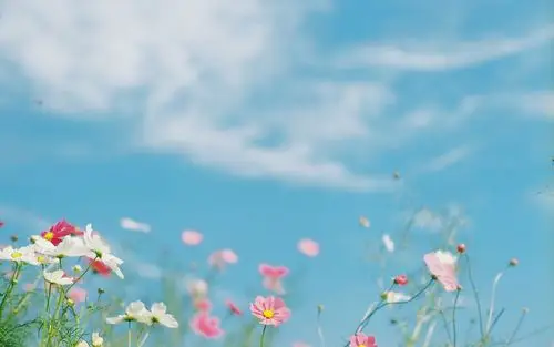 唯美小清新绿色植物护眼电脑桌面壁纸图片下载