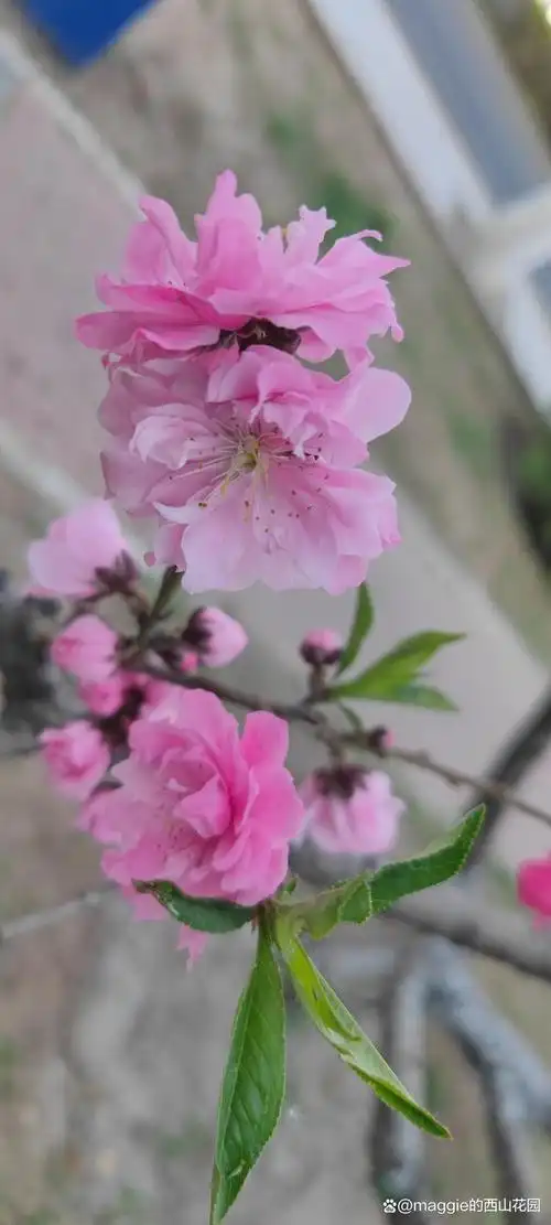 在桃花盛开的仲春时节,一树树桃花成为最美丽的风景线.