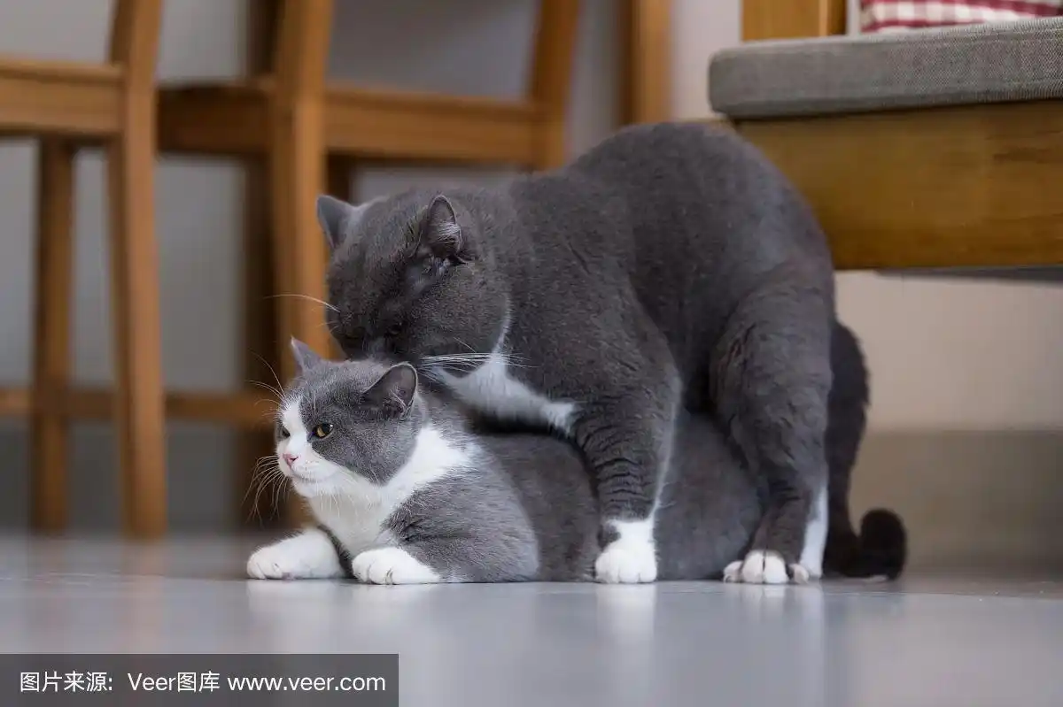 灰色英国短毛猫,室内