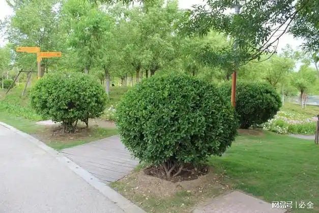 想打造美丽城市?学习这些城市绿化道路植物选择原则!|乔木|园林|灌木_