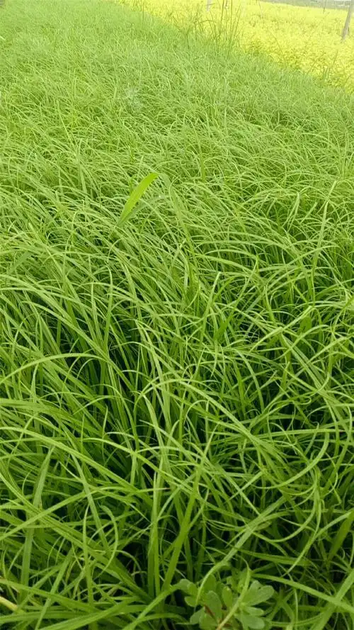 青绿苔草订购报价青绿苔草山东青绿苔草基地