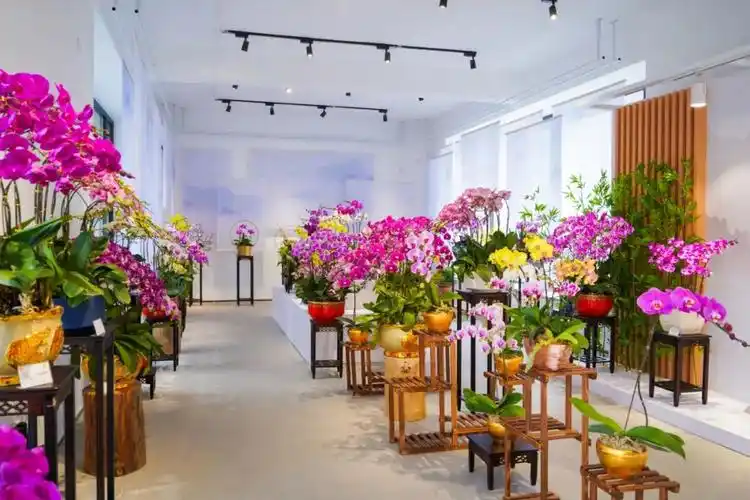 50新品种2000㎡花海南海大型百合花展开锣