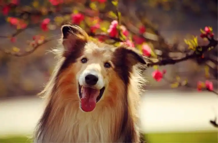 笑起来超治愈的6种狗狗,柴犬,金毛上榜,看看你家狗狗上榜没?