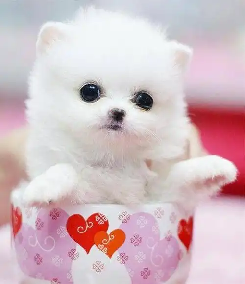 呆萌可爱的茶杯犬图片欣赏野生鸟类摄影高清特写鸟语花香唯美高清粉红