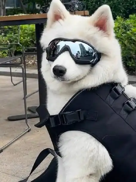 救命!被这只戴墨镜的萨摩耶帅到了
