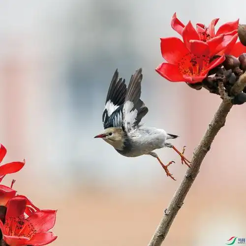 木棉花鸟
