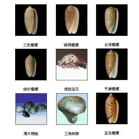 超全贝类图鉴再也不怕海鲜摊主不告诉我贝壳名字啦收藏