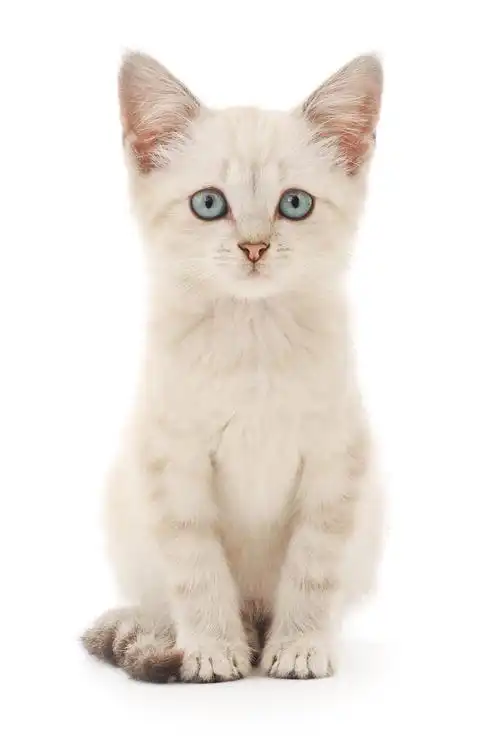 白色背景上的小猫猫坐在窗台上白色动物唯美白色优雅的猫背景图片白底