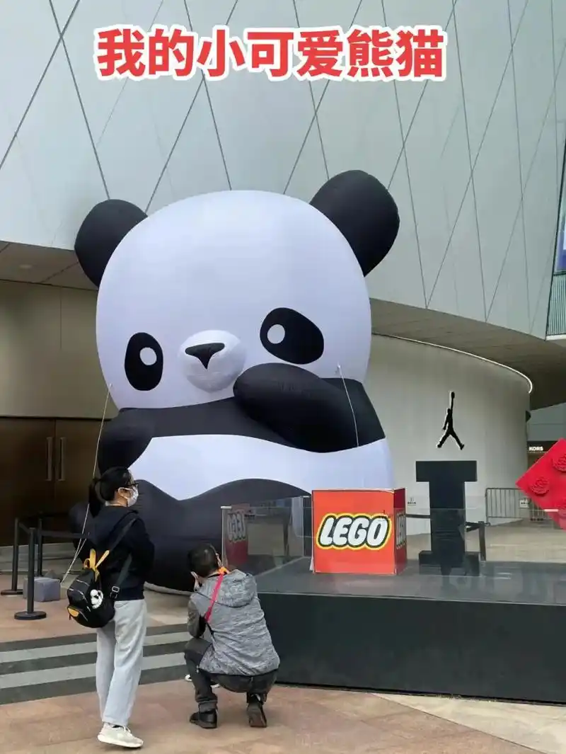 0500只"圆滚滚"来上海了 - 抖音