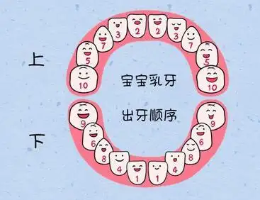 大多数的孩子的换牙顺序为宗,切牙侧切牙尖牙,第一双尖牙,第二双尖牙