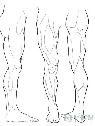 临摹腿—腿部人体肌肉结构入门训练