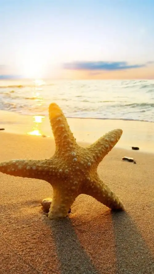 海星日落沙滩,大海,阳光