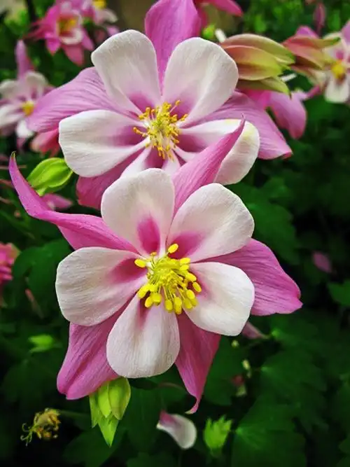 随拍花卉1500种(13)[本集100种]