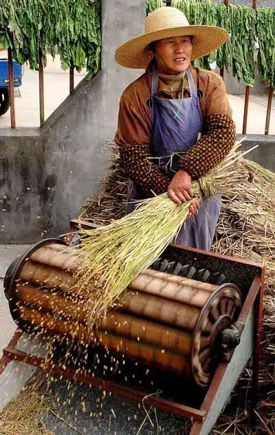 李大姐说,每到收获的季节,她家就拿来少量的水稻,用老式脱谷机脱谷,以