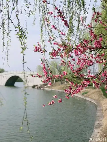 江南春,杭州湘湖桃花盛开时._高清图集_新浪网