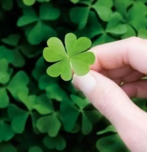 非常好看的幸运草图片