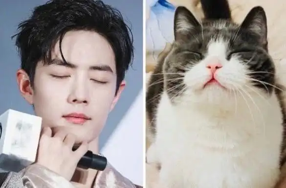 肖战撞脸狗狗表情包##肖战