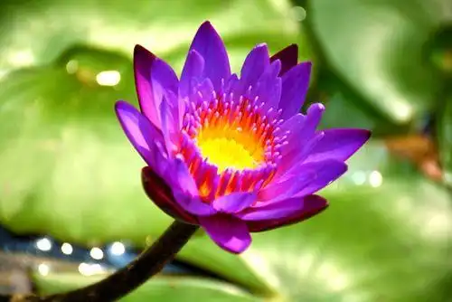 邂逅佛前的一朵紫莲花