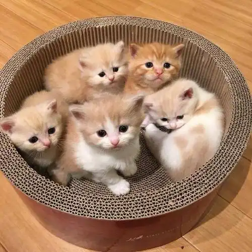 小动物幼崽有多可爱