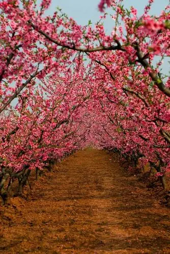 十里桃林 万亩桃花||西安鄠邑·桃花岭