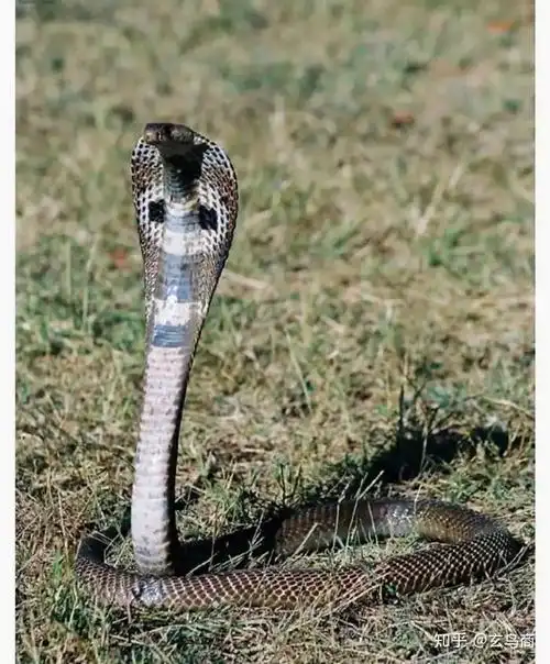 图片发自简书app图片发自简书app通过查询资料发现非洲眼镜王蛇的叫声