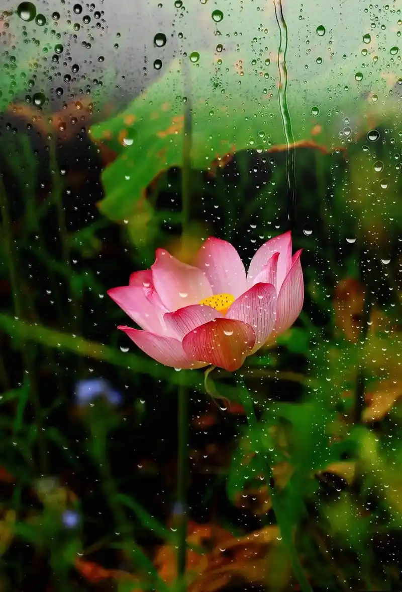 荷花 #摄影 #唯美意境 #荷韵 #所遇皆美好 - 抖音