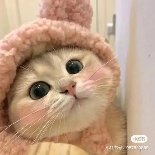 猫咪头像