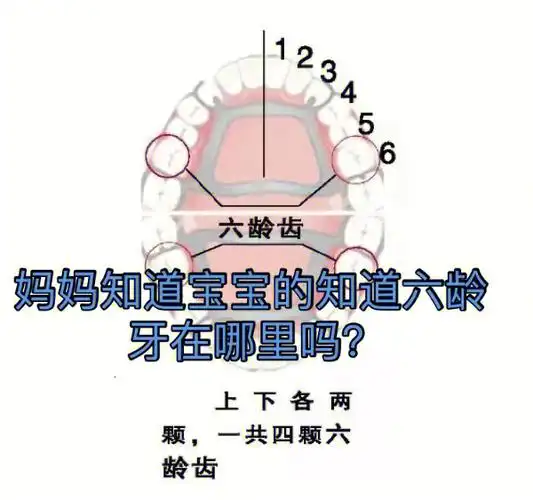 六龄牙":是指儿童生长的第1个恒磨牙,即第1大臼齿(俗称大牙).