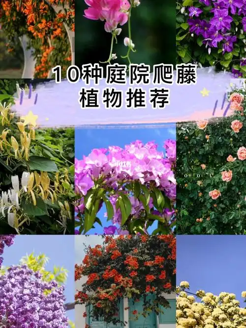 10种庭院爬藤植物推荐