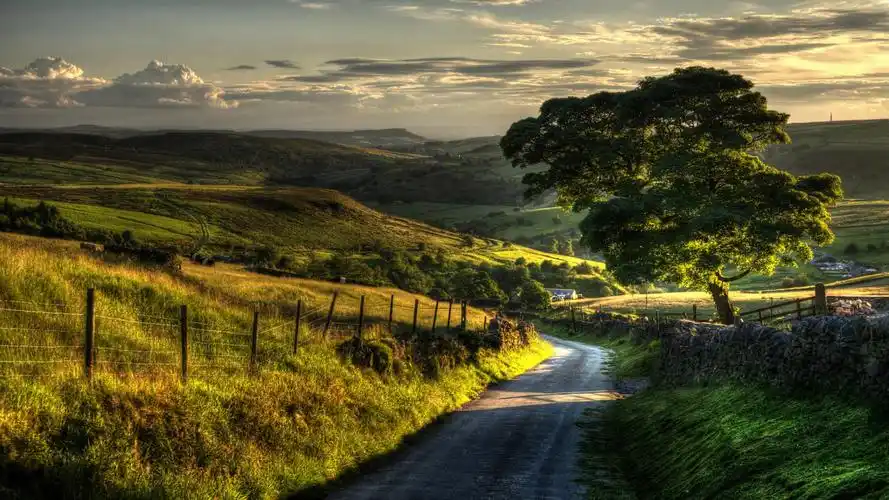 自然,景观,树,公路,宽屏,美景桌面壁纸