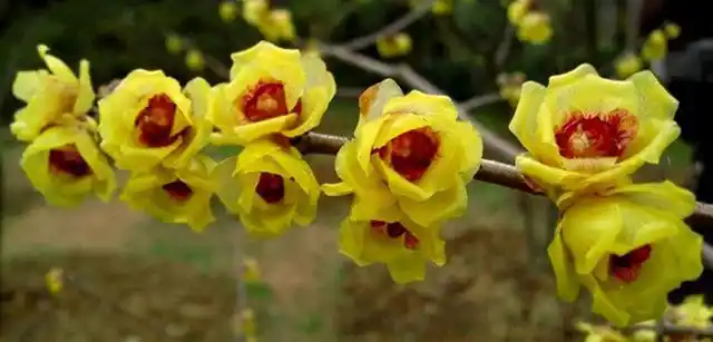 涨知识了!原来腊梅花有这么多品种