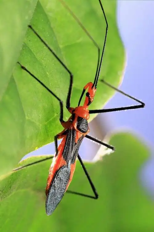 半翅目·显角亚目·猎蝽科:猎蝽