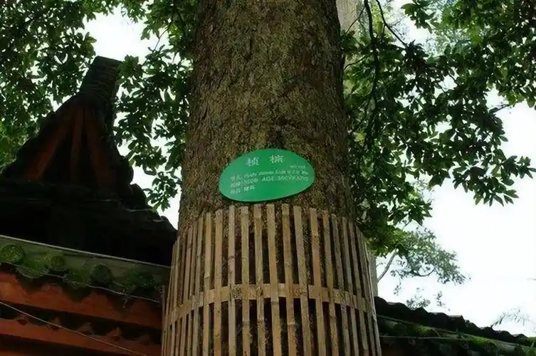 金丝楠木一斤价格(金丝楠木价格为什么一直这么高)插图2