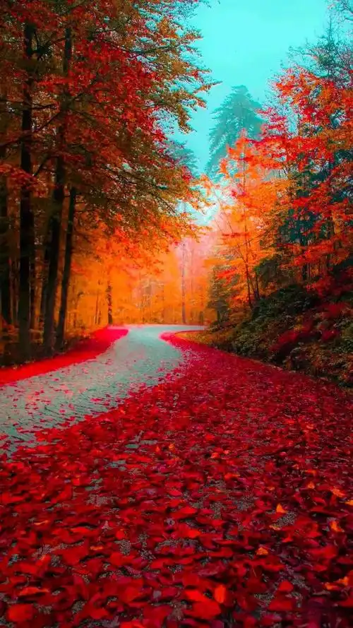 秋天是个浪漫的季节,秋山如画,秋水醉人,红叶黄花,醉了人间