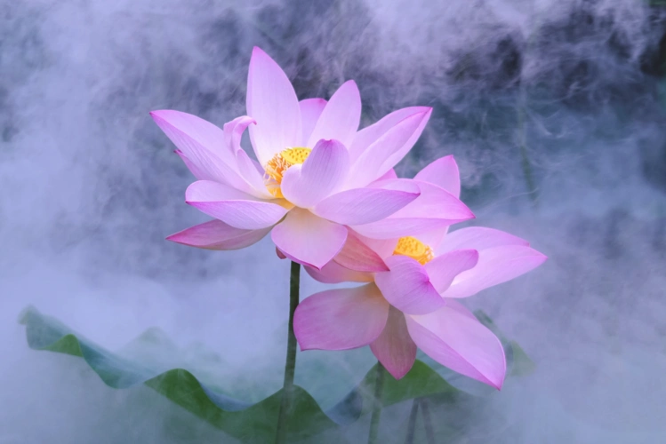 微摄七月最美荷花摄影作品欣赏