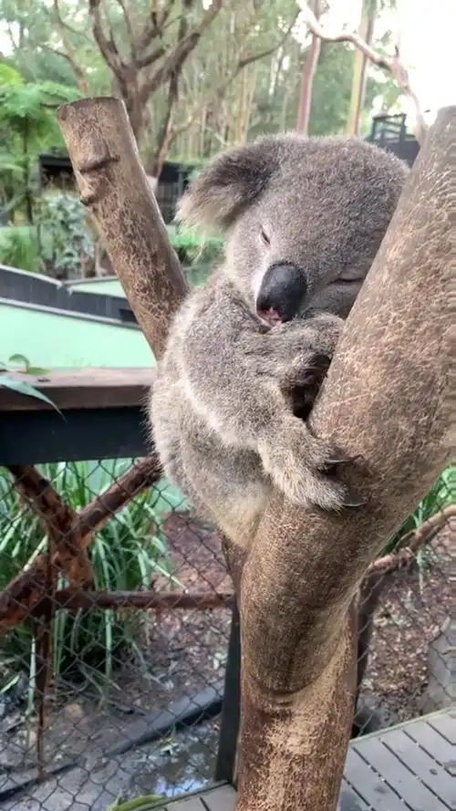 考拉94爬在树上睡觉的样子很可爱啊-度小视