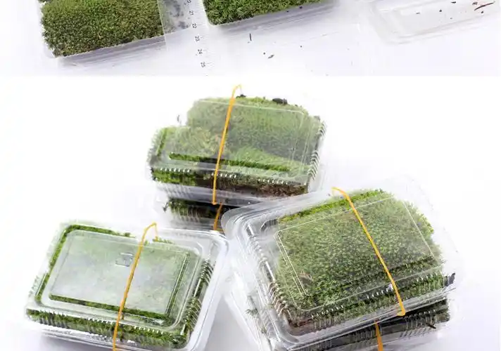 植物苔藓微景观白发干藓趣味盆栽绿植盆景diy材料玻璃瓶造景装饰