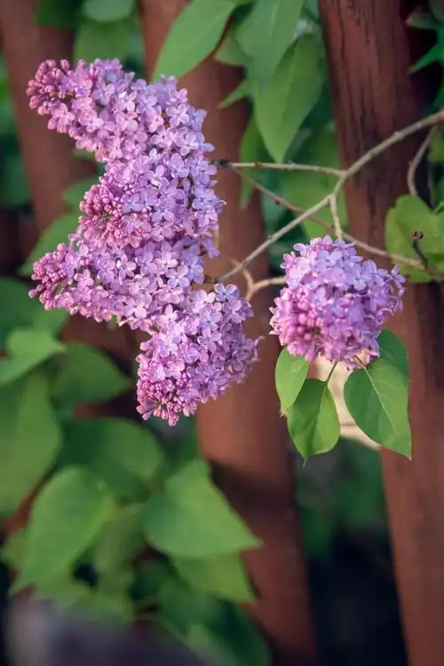 丁香花:它的美丽与神秘,让你爱上这朵花!