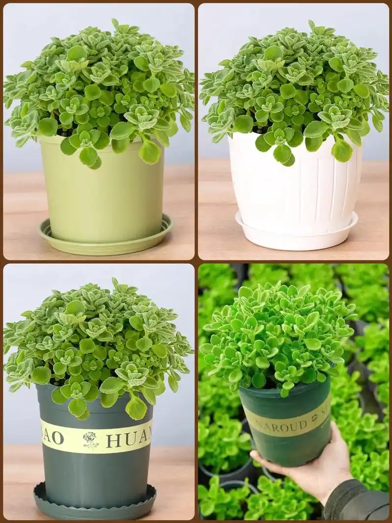 碰碰香,也叫绒毛香茶菜.一款求抱抱求摸摸的植物!#爱生活爱养 - 抖音