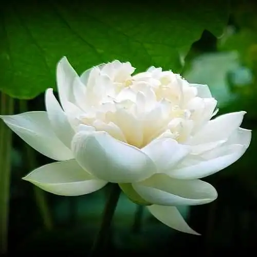 佛系图片头像禅意荷花 独一无二的佛系莲花图片微信头像_微信头像