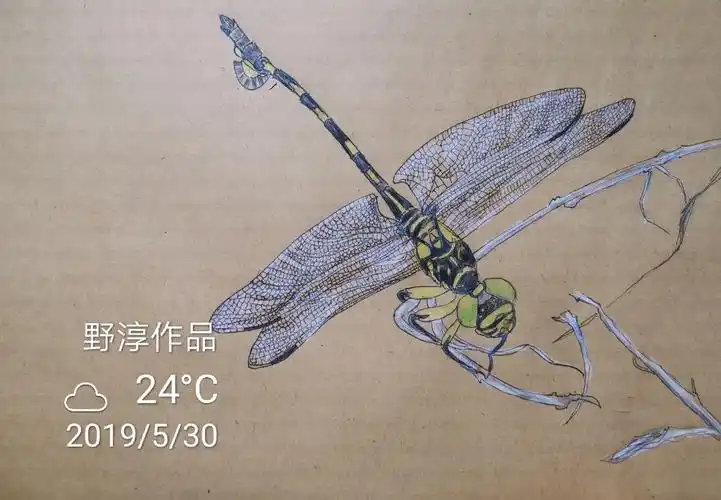 早有蜻蜓立上头