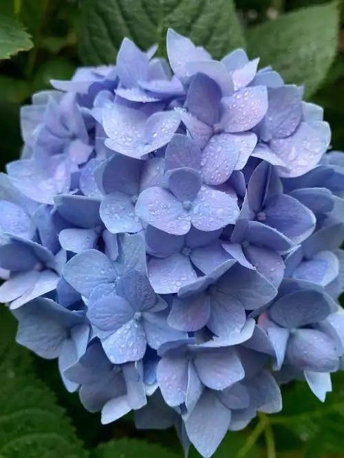 绣球调蓝是我喜欢的粉蓝色呀