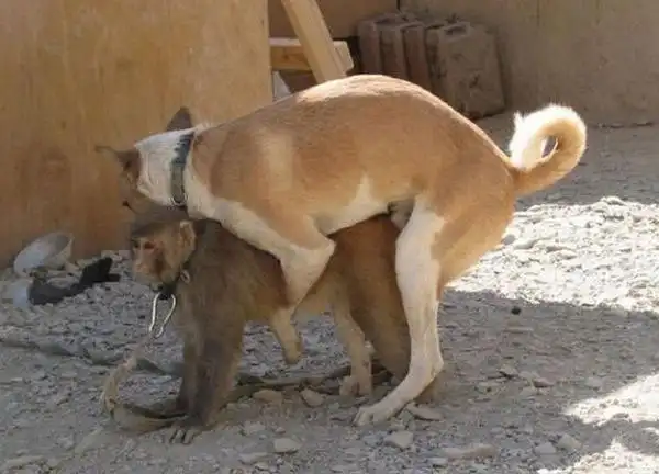 blニュース 狗和猴子的关系真的不好吗?