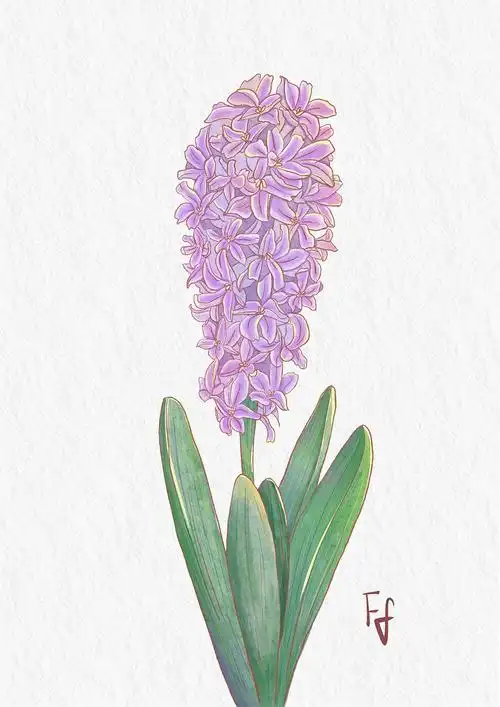 风信子手绘|插画|创作习作|没樊恼 - 原创作品 - 站酷 (zcool)