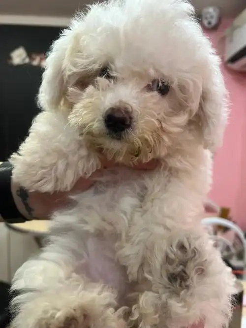 比熊三个月蜕变