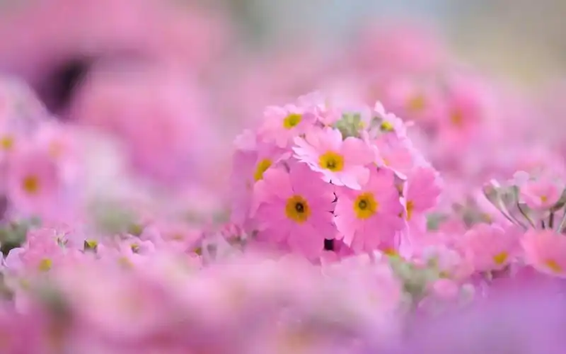 小清新唯美花海风景