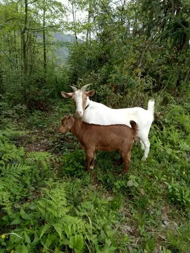 清晨从山里出发,满眼绿色让人不想离开 - 美篇