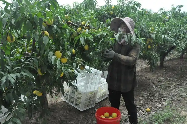 柳泉黄桃园里笑声欢村民喜摘黄金果