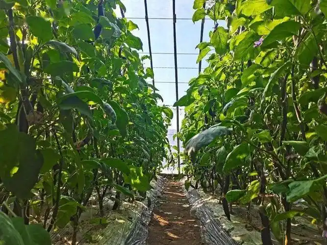 蓼泉镇:茄子大棚里"种"出致富路_李德喜_种植_临泽